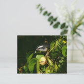 Bananaquit-vogel die tropische fotografie eet (Staand voorkant)