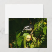 Bananaquit-vogel die tropische fotografie eet (Voorkant / Achterkant)