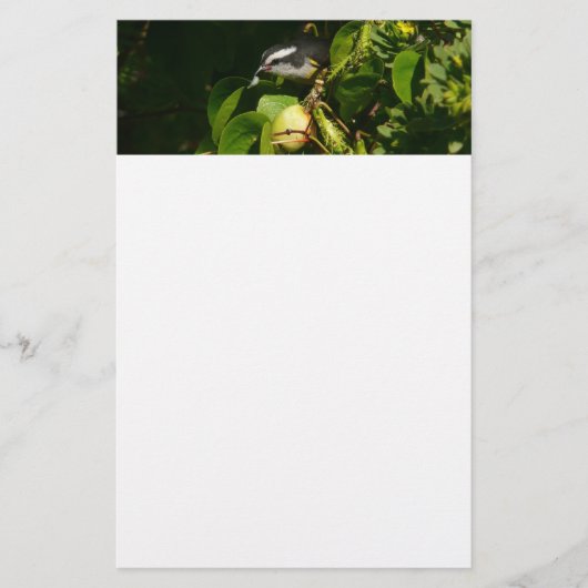 Bananaquit-vogel die tropische fotografie eet briefpapier (Voorkant)