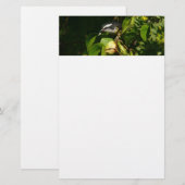 Bananaquit-vogel die tropische fotografie eet briefpapier (Voorkant / Achterkant)
