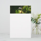 Bananaquit-vogel die tropische fotografie eet briefpapier (Staand voorkant)