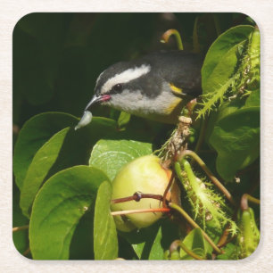 Bananaquit-vogel die tropische fotografie eet kartonnen onderzetters