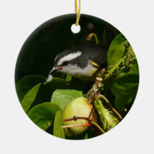 Bananaquit-vogel die tropische fotografie eet keramisch ornament
