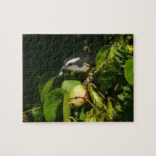 Bananaquit-vogel die tropische fotografie eet legpuzzel (Horizontaal)