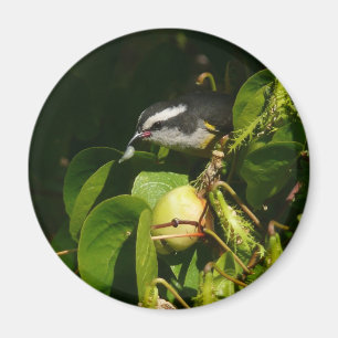 Bananaquit-vogel die tropische fotografie eet magneet