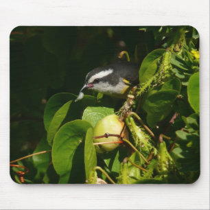 Bananaquit-vogel die tropische fotografie eet muismat
