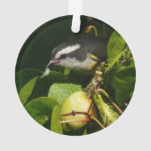Bananaquit-vogel die tropische fotografie eet ornament (achterkant)