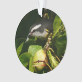 Bananaquit-vogel die tropische fotografie eet ornament (voorkant)