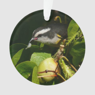 Bananaquit-vogel die tropische fotografie eet ornament