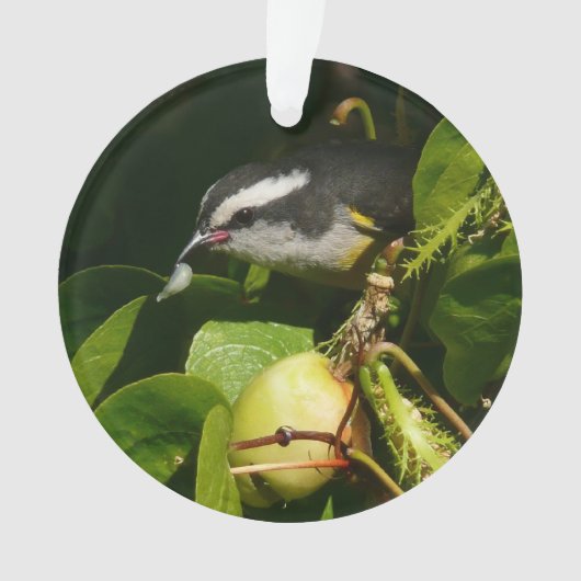 Bananaquit-vogel die tropische fotografie eet ornament (voorkant)