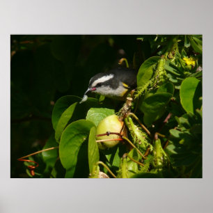 Bananaquit-vogel die tropische fotografie eet poster