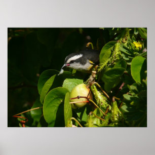 Bananaquit-vogel die tropische fotografie eet poster