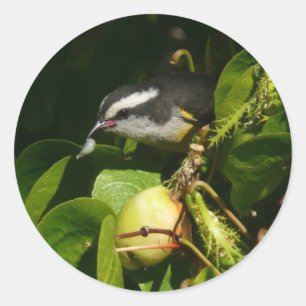 Bananaquit-vogel die tropische fotografie eet ronde sticker