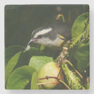 Bananaquit-vogel die tropische fotografie eet stenen onderzetter