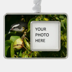 Bananaquit-vogel die tropische fotografie eet verzilverd omlijst ornament