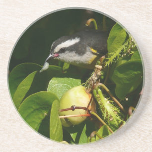 Bananaquit-vogel die tropische fotografie eet zandsteen onderzetter
