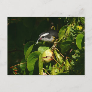 Bananaquitvogel die tropische fotografie eet briefkaart