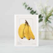 Bananas (Musa) (1904) van Ellen Isham Schutt Briefkaart (Staand voorkant)
