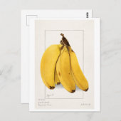 Bananas (Musa) (1904) van Ellen Isham Schutt Briefkaart (Voorkant / Achterkant)