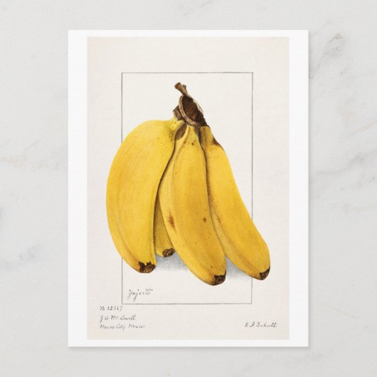 Bananas (Musa) (1904) van Ellen Isham Schutt Briefkaart (Voorkant)