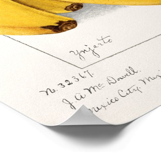 Bananas (Musa) (1904) van Ellen Isham Schutt Poster (Hoek)