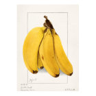 Bananas (Musa) (1904) van Ellen Isham Schutt