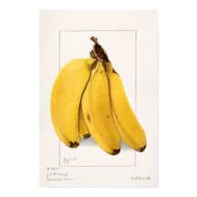 Bananas (Musa) (1904) van Ellen Isham Schutt
