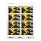 Bananen Etiket (Full Sheet)
