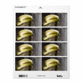 Bananen Etiket (Full Sheet)