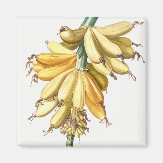 Bananen Magneet (Voorkant)