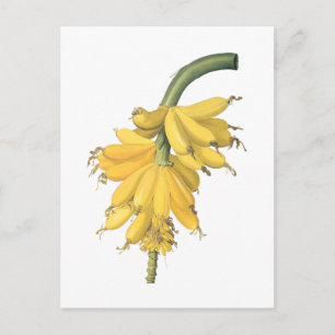 bananen (Musa paradisiaca) van Redouté Briefkaart