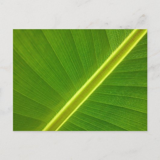 Bananenblad Briefkaart (Voorkant)