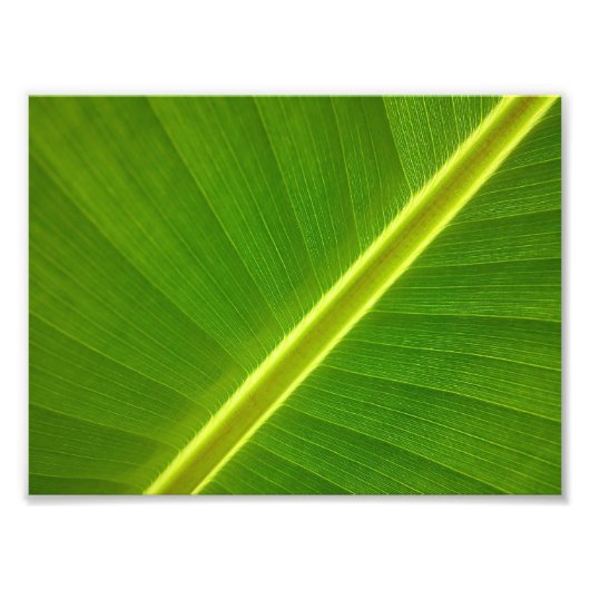 Bananenblad Macro Foto Afdruk (Voorkant)