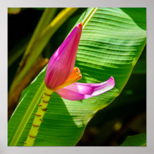 Bananenbloem, Limahuli Gardens, Kauai Verticaal Poster