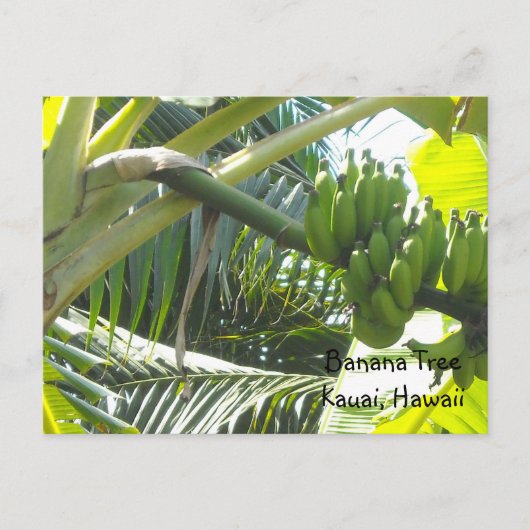 Bananenboom Briefkaart (Voorkant)
