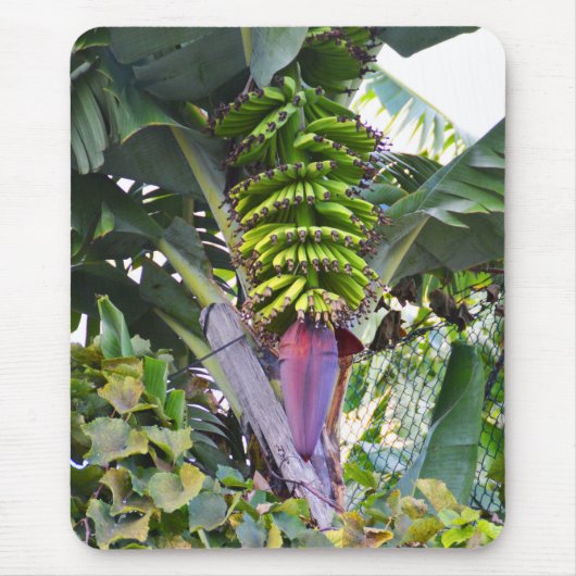 Bananenboom op Madeira Muismat (Voorkant)