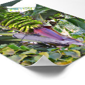 Bananenboom op Madeira Poster (Hoek)