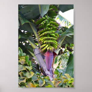 Bananenboom op Madeira Poster