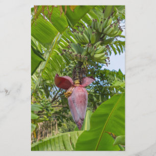 Bananenplantage op Sok Kwu Wan Lamma Island Briefpapier