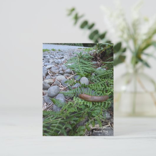 bananenslug uit het sequoiawoud briefkaart (Staand voorkant)