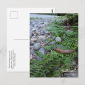 bananenslug uit het sequoiawoud briefkaart (Voorkant / Achterkant)