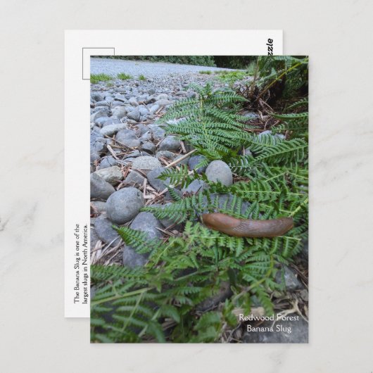 bananenslug uit het sequoiawoud briefkaart (Voorkant / Achterkant)
