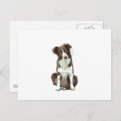 Band Collie (B) - bruin en wit Briefkaart (Voorkant / Achterkant)