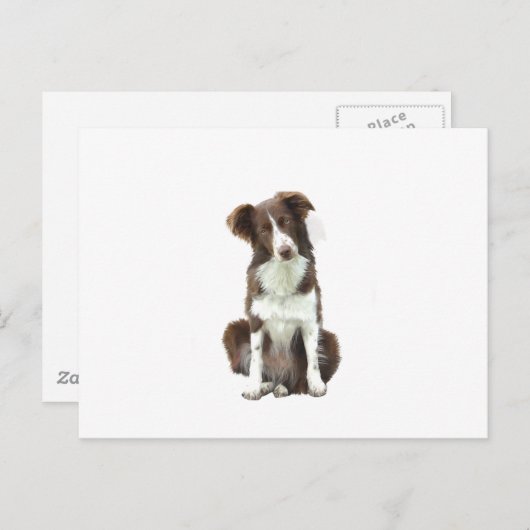 Band Collie (B) - bruin en wit Briefkaart (Voorkant / Achterkant)
