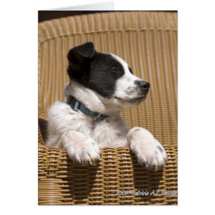 Band Collie Heeler Mix Dog Sleepy Puppy Photo
