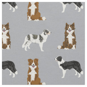 Band collie honden bruin, merle, grijs stof