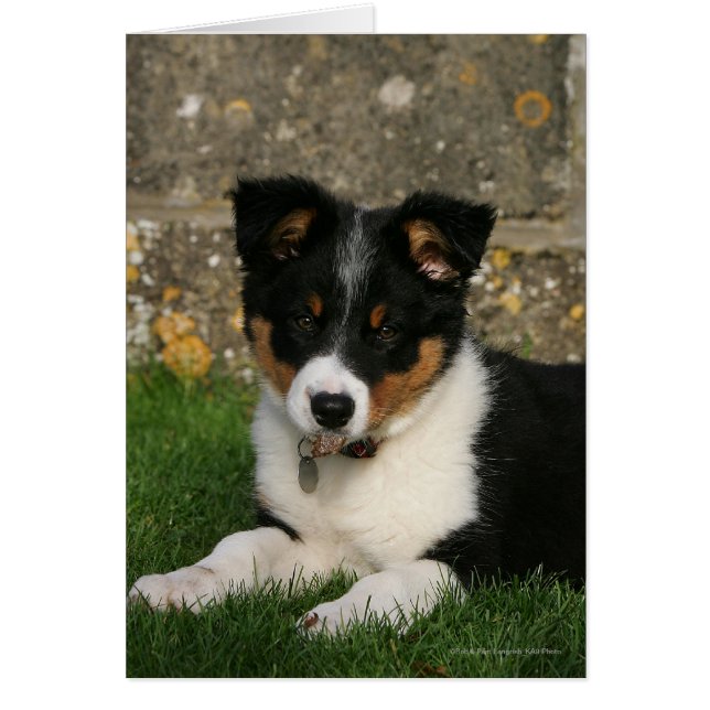 Band Collie Puppy met Leaf in Mouth (Voorkant)