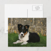 Band Collie Puppy met Leaf in Mouth Briefkaart (Voorkant / Achterkant)
