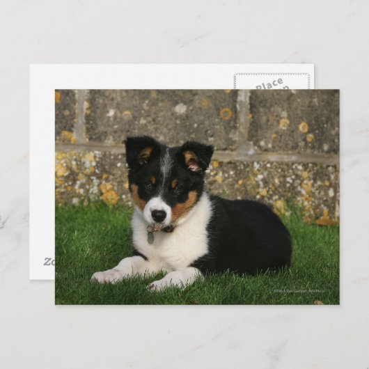 Band Collie Puppy met Leaf in Mouth Briefkaart (Voorkant / Achterkant)