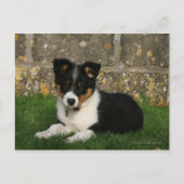 Band Collie Puppy met Leaf in Mouth Briefkaart (Voorkant)